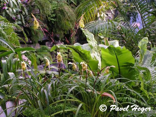 Phragmipedium pearcei